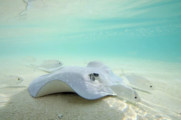 Plavání Rejnoka Mělké Vodě Sun Island Nalaguraidhoo South Ari Atoll — Stock fotografie