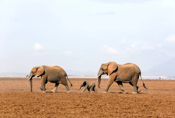 Elephant Family Walking Dried Out Amboseli Lake Amboseli Kenya — Stock Photo, Image