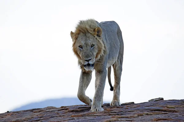 Male Lion Approaching Rock Dusk Tsavo East Kenya —  Fotos de Stock