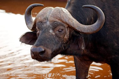 Bir Afrika Bufalosunun (Syncerus caffer caffer, nam-ı diğer Cape Buffalo) yakın çekimi Waterhole 'da içerken. Tsavo Doğu, Kenya
