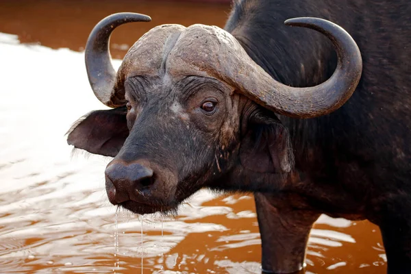 Close Buffalo Africano Syncerus Caffer Caffer Aka Cape Buffalo Bebendo — Fotografia de Stock