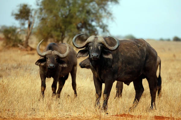 African Buffalos Syncerus Caffer Caffer Aka Cape Buffalo Taita Hills — Fotografia de Stock