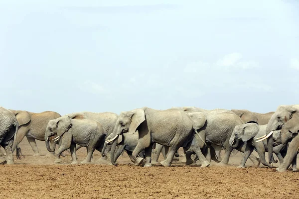 Elephant Herd Crossing Dried Out Amboseli Lake Amboseli Kenia — Foto de Stock