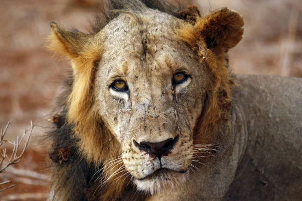 男性ライオンとの密接な目の接触 ケニアのヌグミ — ストック写真