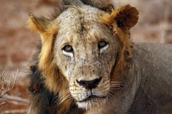 Primo Piano Contatto Visivo Con Leone Maschio Ngutumi Kenya — Foto Stock