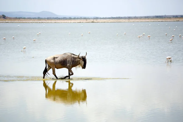 Niebieski Wildebeest Connochaetes Taurinus Wading Water Amboseli Kenia — Zdjęcie stockowe