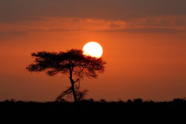 Tsavo East, Kenya 'da Sabah Güneşinin Doğuşu