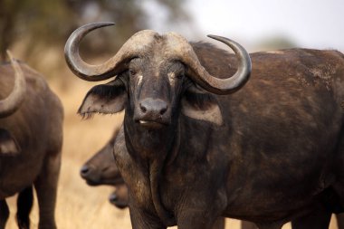 Afrika Bizonu (Syncerus caffer caffer, nam-ı diğer Buffalo). Taita Hills, Kenya