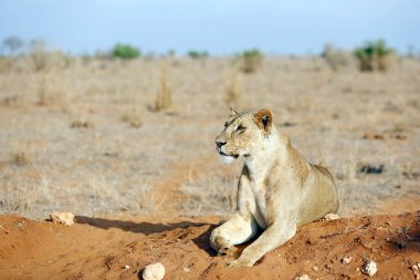 Dişi aslan (Panthera Leo) bir toprak tepeciğinde dinleniyor. Tsavo Doğu, Kenya