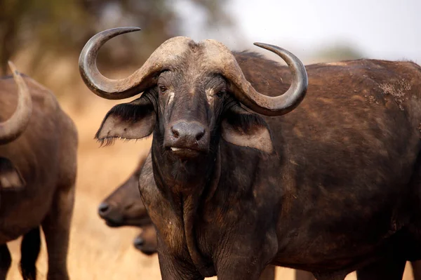 African Buffalo Syncerus Caffer Caffer Aka Cape Buffalo Taita Hills — Stock Photo, Image