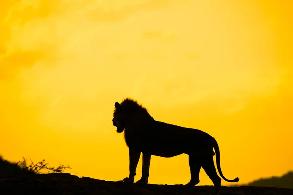 Silhouette Eines Männlichen Löwen Der Der Dämmerung Auf Einem Bergrücken — Stockfoto