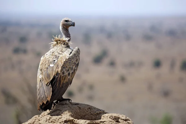 Vautour Dos Blanc Gyps Africanus Sur Rocher Taita Hills Kenya — Photo