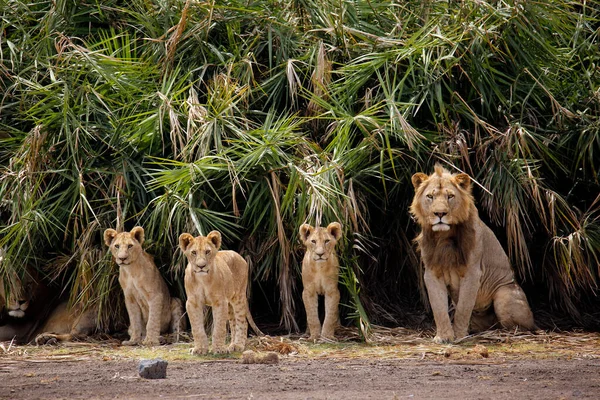 Dört Aslan Yavru Ile Bir Erkek Kenya Daki Kamerayı Inceliyor — Stok fotoğraf