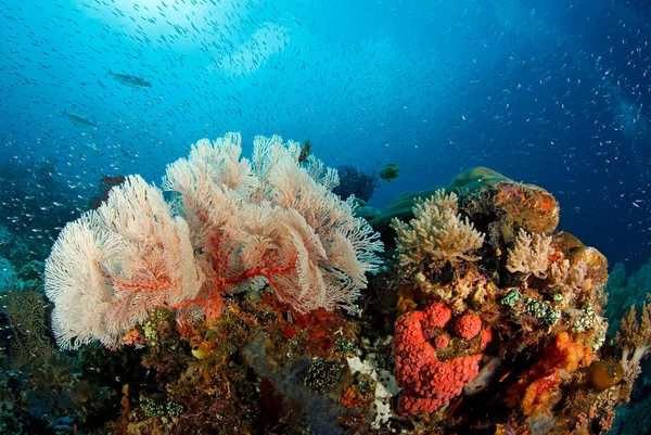 Colorful Coral Reef Teeming Life Raja Ampat West Papua Indonesia — Stock Photo, Image