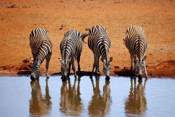 Cuatro Cebras Equus Quagga Alineadas Bebiendo Abrevadero Ngutumi Kenia —  Fotos de Stock
