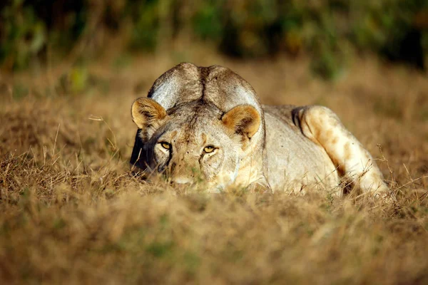 Leona Acostada Hierba Escondiéndose Haciendo Contacto Visual Amboseli Kenia —  Fotos de Stock