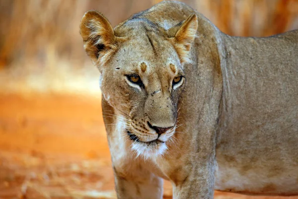 Close Uma Leoa Panthera Leo Tsavo Leste Quénia — Fotografia de Stock