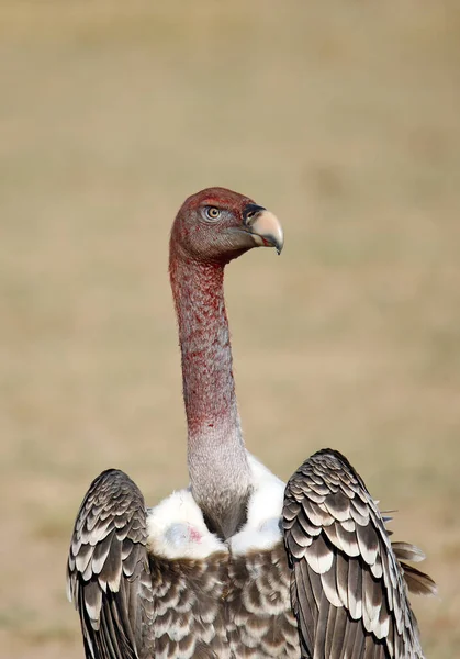 Ruppells Vulture Gyps Rueppelli Dalam Bahasa Inggris Amboseli Kenya — Stok Foto