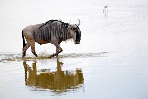 Blue Wildebeest Connochaetes Taurinus Wading Water Amboseli Kenya — Stock Photo, Image