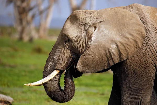 African Elephant Loxodonta Africana Profile Feeding Amboseli Kenya Stock Photo