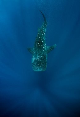 Balina Köpekbalığı (Rhincodon typus) yukarıdan, güneş ışınları Derinlere doğru akıyor. Mafya Adası, Tanzanya
