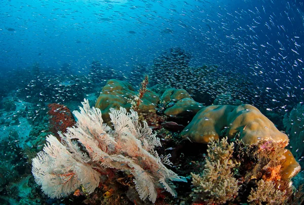 Balık sürüleri renkli bir mercan resifinin üzerinde akın ediyor. Raja Ampat, Batı Papua, Endonezya