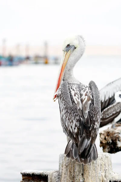 Peru Pelikanı Pelecanus Thagus Arka Planda Balıkçı Tekneleriyle Jetty Pole — Stok fotoğraf