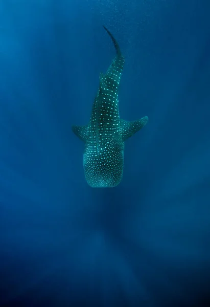 Tubarão Baleia Rhincodon Typus Cima Com Raios Sol Correndo Para — Fotografia de Stock