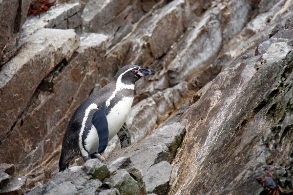 Pinguim Humboldt Pinguim Rocha Escalada Spheniscus Humboldti Pinguim Ballestas Islands Imagens Royalty-Free