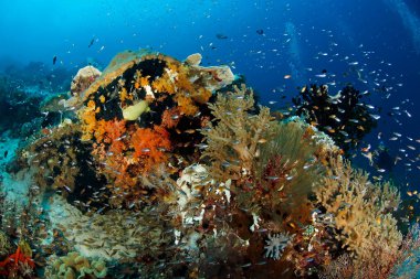 Renkli mercan resifleri hayat dolup taşıyor. Raja Ampat, Batı Papua, Endonezya