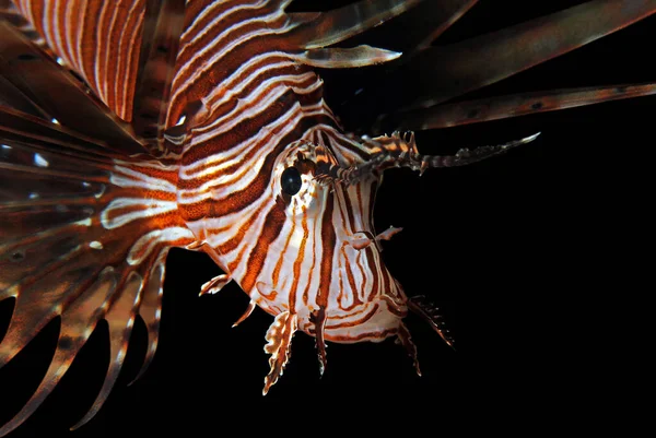 Primo Piano Pesce Leone Comune Pterois Volitans Atollo Maschio Meridionale — Foto Stock