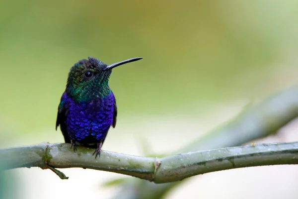 Woodnymph Berekor Garpu Thalurania Furcata Pada Ranting Tambopata Amazon Rainforest — Stok Foto