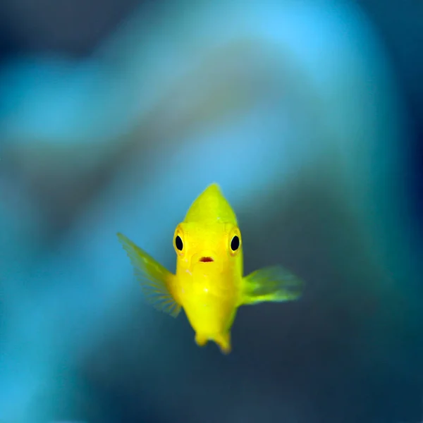 Lemon Damsel Pomacentrus Moluccensis Triton Bay Papua Ocidental Indonésia — Fotografia de Stock