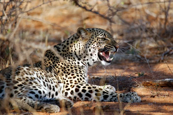 レオパード Panthera Pardus 歯を見せ ブッシュに横たわっている 南アフリカのクルーガー公園 — ストック写真