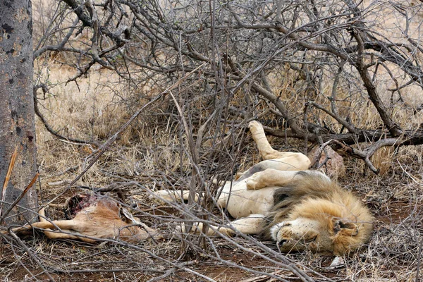 Löwe Ruht Auf Dem Rücken Neben Einem Kadaver Kruger Park — Stockfoto