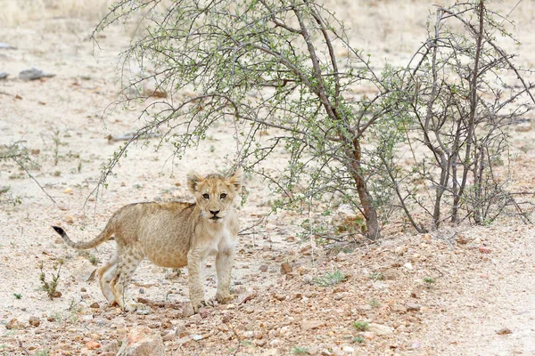 Lion Cub Mirando Cámara Kruger Park Sudáfrica — Foto de Stock