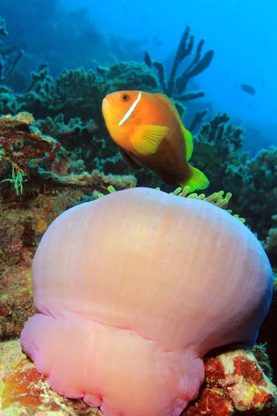 モルディブ アネモネ アンフィプリオン ニグリ アネモネの上にあります モルディブの南アリ環礁 — ストック写真