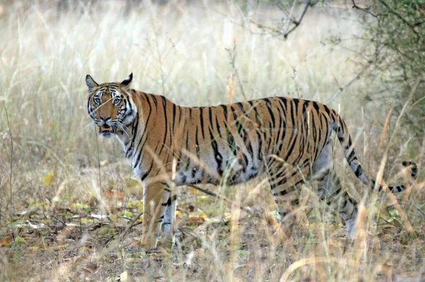 Tigre Bengala Panthera Tigris Tigris Hierba Alta Mirando Cámara Bandhavgarh —  Fotos de Stock