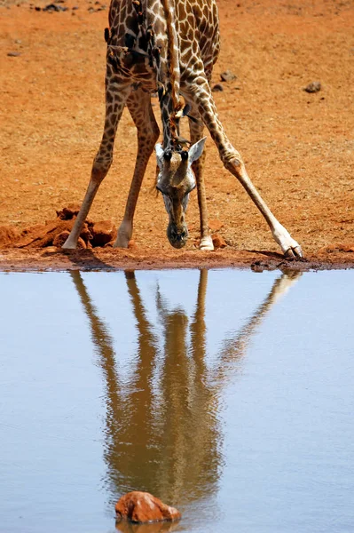 Masai Giraffe Giraffa Tippelskirchi Watching Its Reflection Water Ngutuni Tsavo — Stock Photo, Image