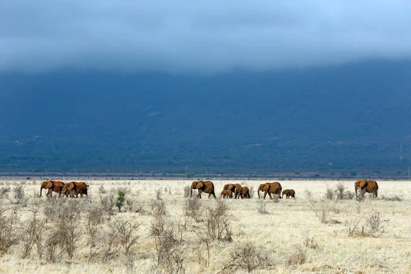 Tsavo Red Elephant Herde Der Savanne Tsavo East Kenia — Stockfoto