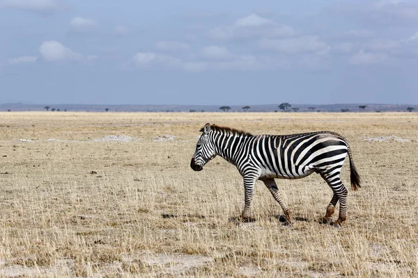 Zebra Spaceruje Savannah Amboseli Kenia — Zdjęcie stockowe