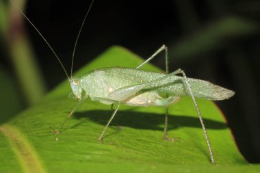 Katydid Yaprak 'ta. Tambopata, Amazon Yağmur Ormanları, Peru