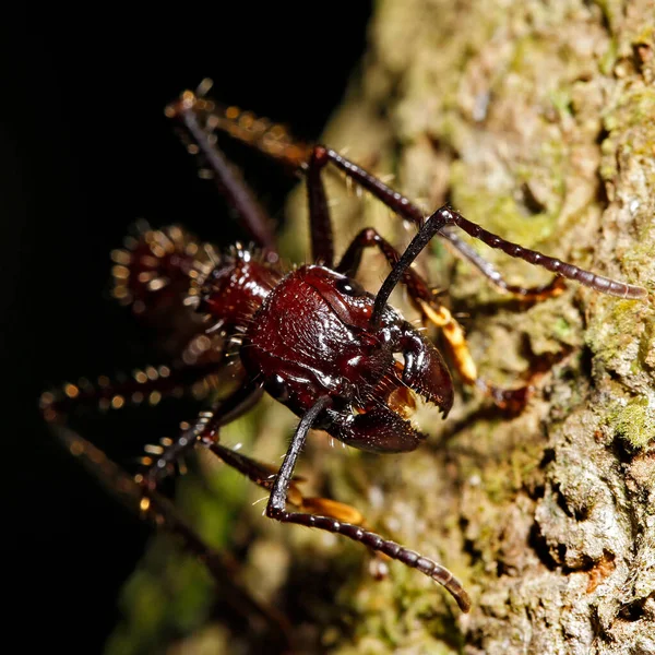 来自前线的子弹蚂蚁的特写 秘鲁亚马逊雨林Tambopata — 图库照片