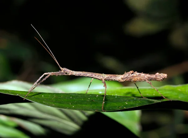 葉の上に昆虫をスティック タンボパタ アマゾン熱帯雨林 ペルー — ストック写真