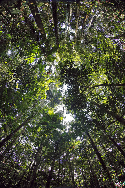 "Super Wide-angle Frog Perspective of the Rainforest Trees". Тамбопата, Амазония Равест, Перу