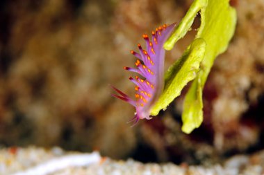Trinchesia sibogae Nudidal, Triton Körfezi 'nde bir parça mercan üzerinde. Batı Papua, Endonezya
