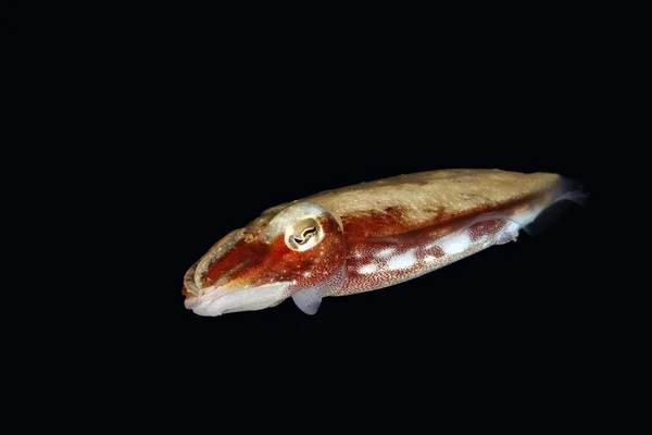 Молодой Бродвейл Клуб Cuttlefish Sepia Latimanus Reef Cuttlefish Чёрной Воде — стоковое фото