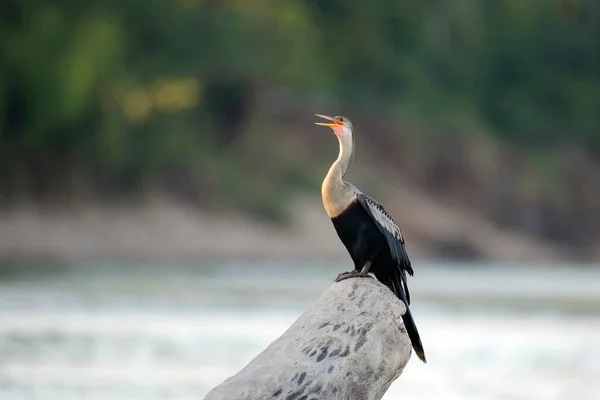 Anhinga Anhinga Anhinga Nam Diğer Yılan Kuşu Nehirdeki Bir Kütük — Stok fotoğraf
