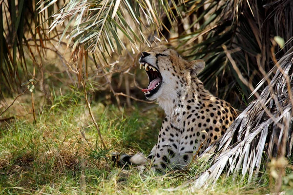 Cheetah Acinonyx Jubatus Lying Vegetation Yawning Amboseli Kenya — Stock Photo, Image