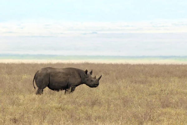 Rhinocéros Noir Diceros Bicornis Alias Rhinocéros Lèvres Crochues Sur Savane — Photo